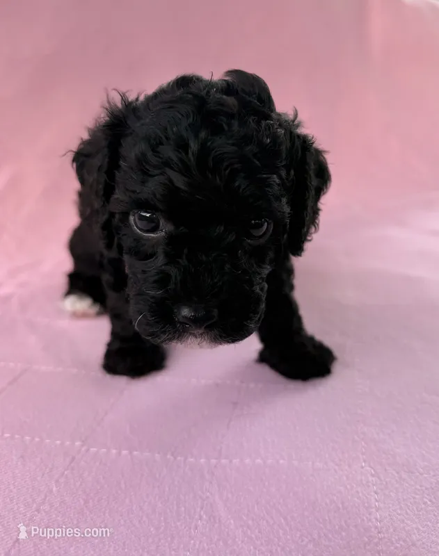 Charlotte – Poodle - Toy  puppy for sale in Jackson, TN