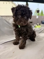 Channel, a female Poodle - Toy  for sale in Jackson, TN – 1 of 8