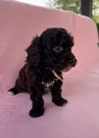 Chelsea, a female Poodle - Toy  for sale in Jackson, TN – 5 of 6