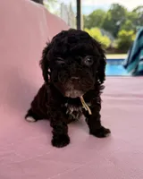 Chelsea, a female Poodle - Toy  for sale in Jackson, TN – 3 of 6