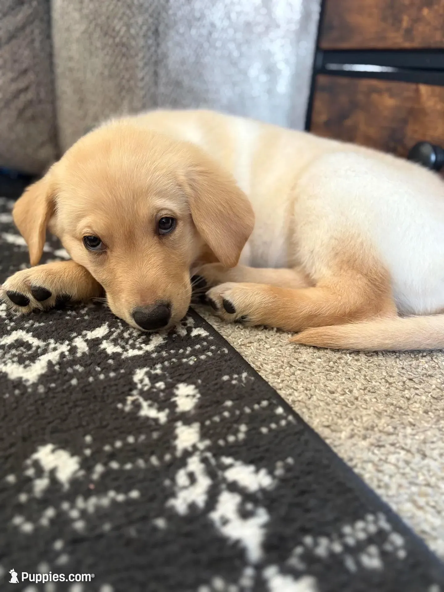 Levi  – German Shepherd Dog, Labrador Retriever puppy for sale in Grand Rapids, MI