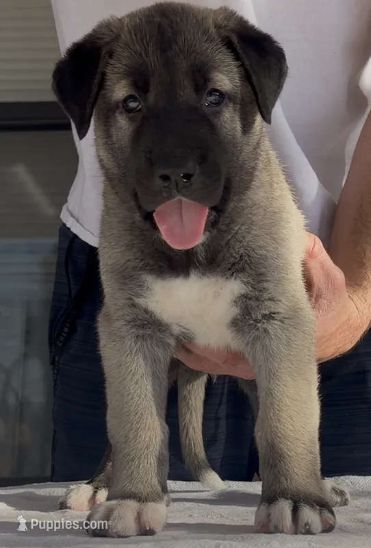 Karabas – Kangal Dog puppy for sale in Albuquerque, NM