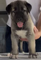 Karabas, a male Kangal Dog for sale in Albuquerque, NM – 1 of 3