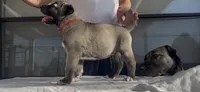 Karabas, a male Kangal Dog for sale in Albuquerque, NM – 2 of 3