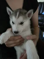 Puppy, a female Siberian Husky for sale in Gainesville, TX – 4 of 8
