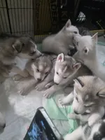 Puppy, a female Siberian Husky for sale in Gainesville, TX – 5 of 8