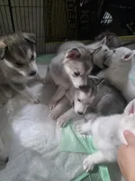 Puppy, a female Siberian Husky for sale in Gainesville, TX – 7 of 8