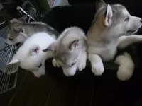 Puppy, a female Siberian Husky for sale in Gainesville, TX – 6 of 8