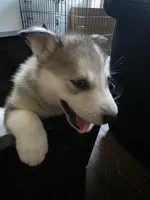 Puppy, a female Siberian Husky for sale in Gainesville, TX – 3 of 8