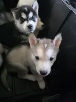 Puppy, a female Siberian Husky for sale in Gainesville, TX – 8 of 8