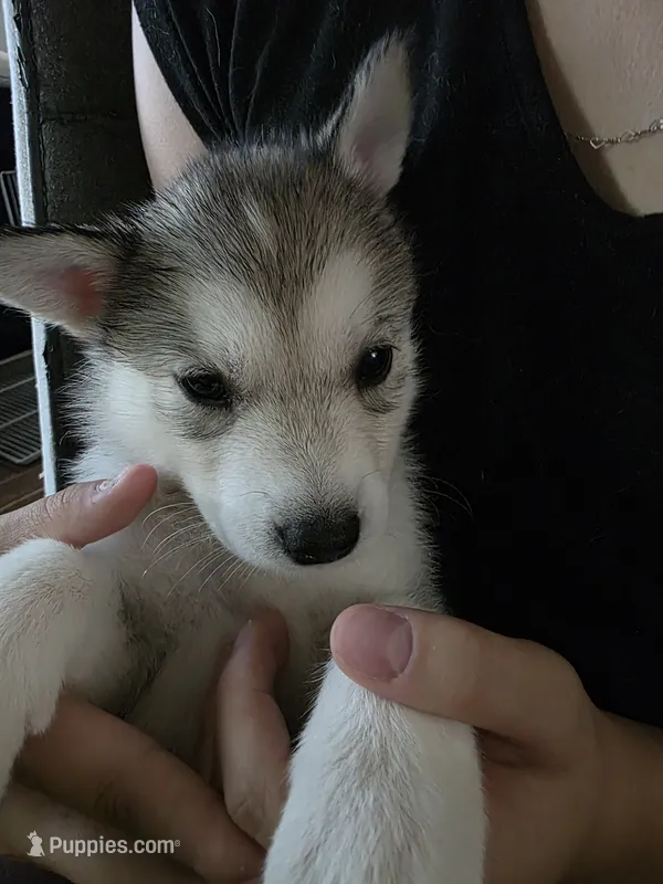 Puppy – Siberian Husky puppy for sale in Gainesville, TX