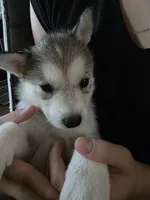 Puppy, a female Siberian Husky for sale in Gainesville, TX – 1 of 8