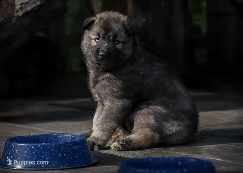 Honon’s black Agouti Male – Siberian Husky puppy for sale in Harvard, IL