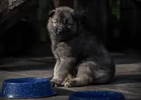Honon’s black Agouti Male, a male Siberian Husky for sale in Harvard, IL – 1 of 7
