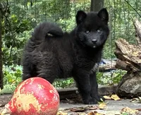 Dark black agouti male , a male Siberian Husky for sale in Harvard, IL – 3 of 8