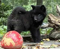 Dark black agouti male , a male Siberian Husky for sale in Harvard, IL – 8 of 8