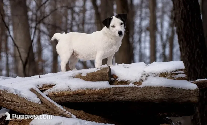 Expected litter of short legged Jack Russell Terriers puppies – Jack Russell Terrier puppy for sale in Harvard, IL