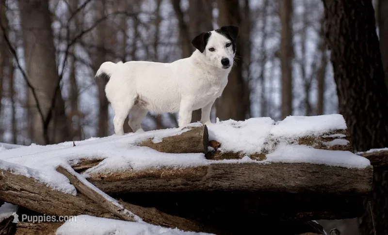Expected litter of short legged Jack Russell Terriers puppies – Jack Russell Terrier puppy for sale in Harvard, IL