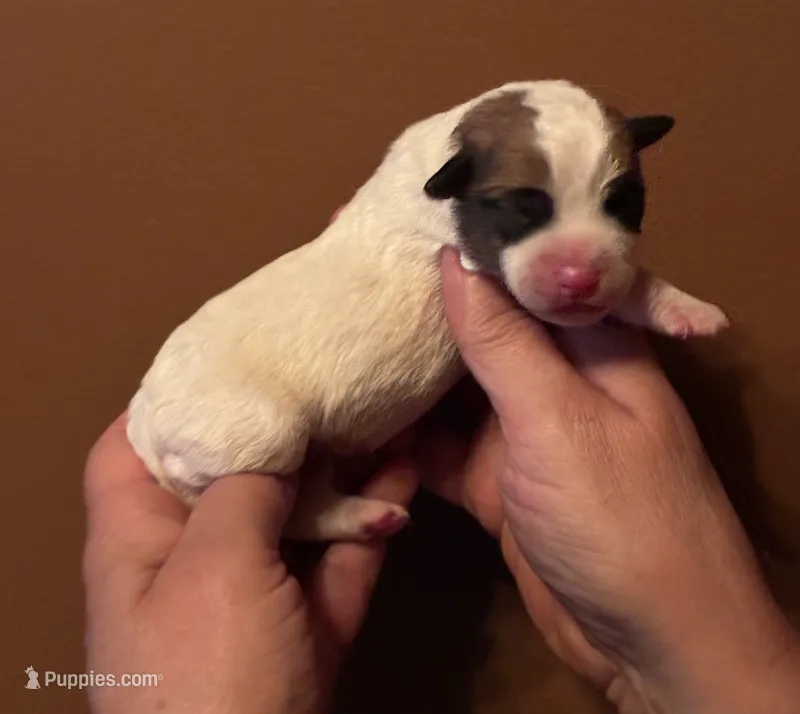 SunDance’s JRT male #1 – Jack Russell Terrier puppy for sale in Harvard, IL