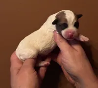 SunDance’s JRT male #1, a male Jack Russell Terrier for sale in Harvard, IL – 1 of 3