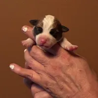 SunDance’s JRT male #1, a male Jack Russell Terrier for sale in Harvard, IL – 2 of 3