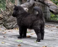 Dark black agouti male , a male Siberian Husky for sale in Harvard, IL – 2 of 8