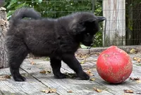 Dark black agouti male , a male Siberian Husky for sale in Harvard, IL – 5 of 8