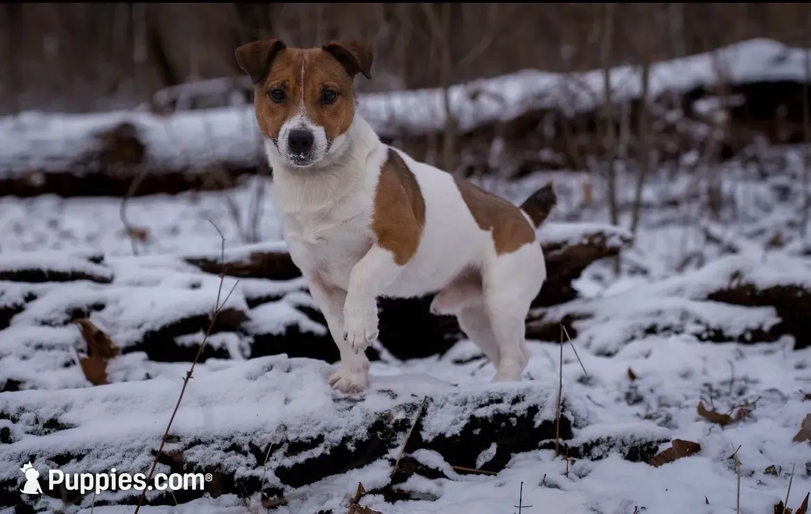 We have a litter of short, stout, and muscular Jack Russell Puppies, a male Jack Russell Terrier for sale in Harvard, IL – 2 of 2