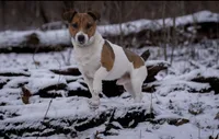 Expected litter of short legged Jack Russell Terriers puppies, a  Jack Russell Terrier for sale in Harvard, IL – 5 of 5