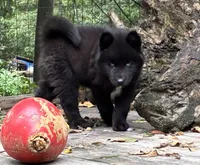 Dark black agouti male , a male Siberian Husky for sale in Harvard, IL – 4 of 8