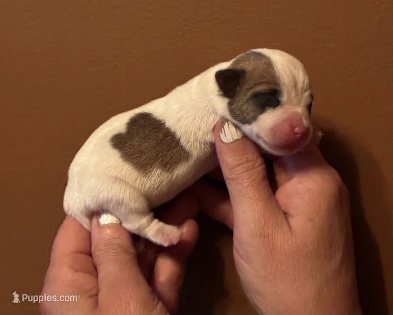 SunDance’s JRT male #3 – Jack Russell Terrier puppy for sale in Harvard, IL