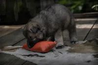 Honon’s black Agouti Male, a male Siberian Husky for sale in Harvard, IL – 6 of 7