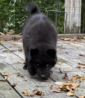 Dark black agouti male , a male Siberian Husky for sale in Harvard, IL – 7 of 8