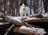 Expected litter of short legged Jack Russell Terriers puppies, a  Jack Russell Terrier for sale in Harvard, IL – 4 of 5