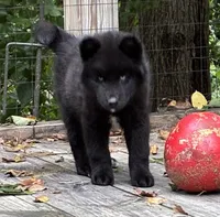 Dark black agouti male , a male Siberian Husky for sale in Harvard, IL – 6 of 8