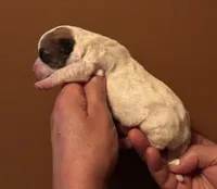SunDance’s JRT male #1, a male Jack Russell Terrier for sale in Harvard, IL – 3 of 3