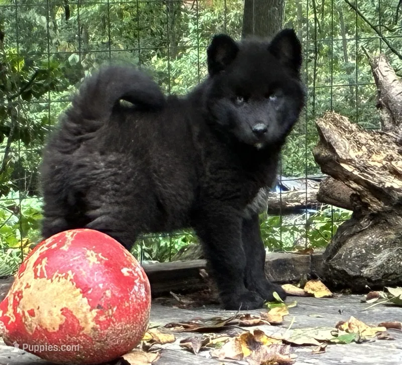 Dark black agouti male  – Siberian Husky puppy for sale in Harvard, IL