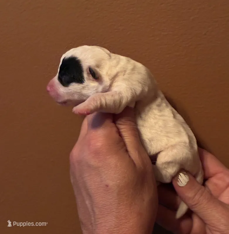 SunDance’s JRT male #2 – Jack Russell Terrier puppy for sale in Harvard, IL