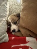 Manny, a female Australian Shepherd and Labrador Retriever for sale in Springtown, TX – Photo 3 of 5