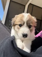 Manny, a female Australian Shepherd and Labrador Retriever for sale in Springtown, TX – Photo 2 of 5