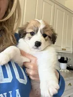 Manny, a female Australian Shepherd and Labrador Retriever for sale in Springtown, TX – Photo 1 of 5