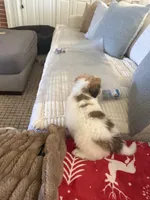 Manny, a female Australian Shepherd and Labrador Retriever for sale in Springtown, TX – Photo 5 of 5