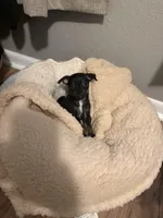 Tinyy, a male Chihuahua for sale in Springtown, TX – Photo 2 of 2