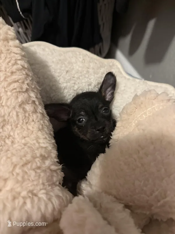 Tinyy – Chihuahua puppy for sale in Springtown, TX