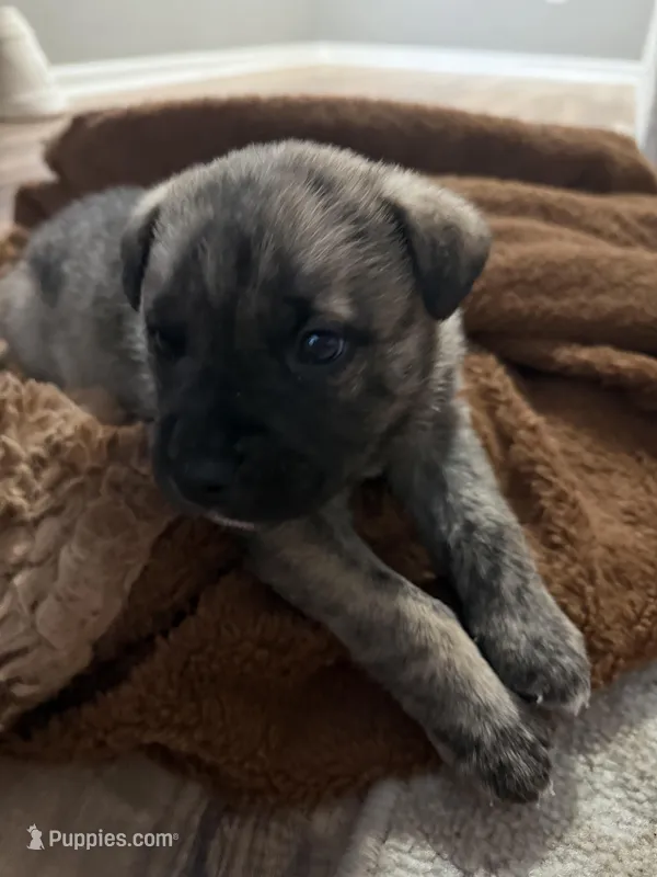 Jake, a male German Shepherd Dog and American Pit Bull Terrier for sale in Springtown, TX – Photo 1 of 2