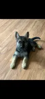 Princess , a female German Shepherd Dog for sale in North Muskegon, MI – 3 of 3