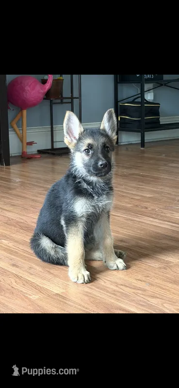 Princess  – German Shepherd Dog puppy for sale in North Muskegon, MI