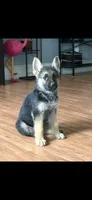 Princess , a female German Shepherd Dog for sale in North Muskegon, MI – 1 of 3