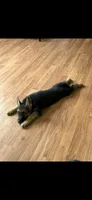 Princess , a female German Shepherd Dog for sale in North Muskegon, MI – 2 of 3