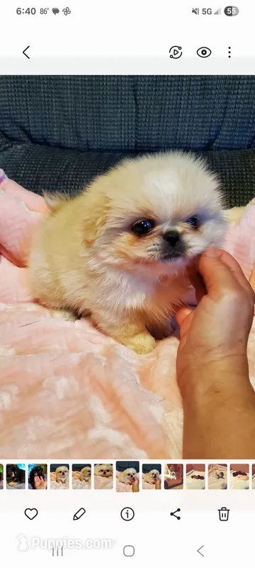 No name – Pekingese puppy for sale in Clifton, TN